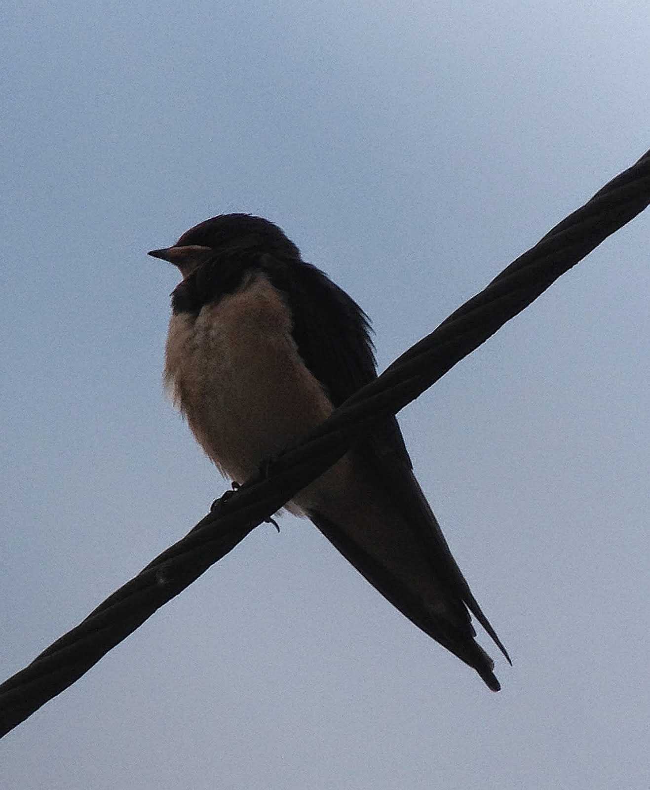 Juvenille Swallow
